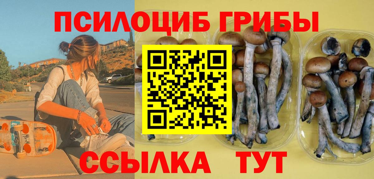 Псилоцибиновые грибы Cubensis Избербаш